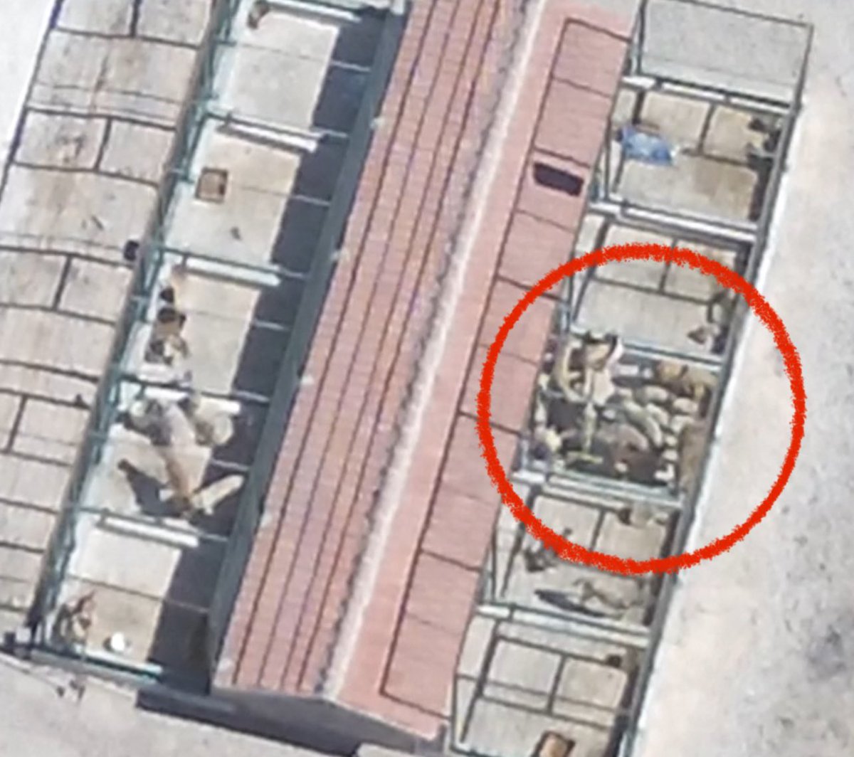 Nasıl bir insan (!) o kadar boş yerken bir yere bu kadar köpek doldurur? Bu ne vicdansızlık! <a href="/KaratayBelediye/">Karatay Belediyesi</a>