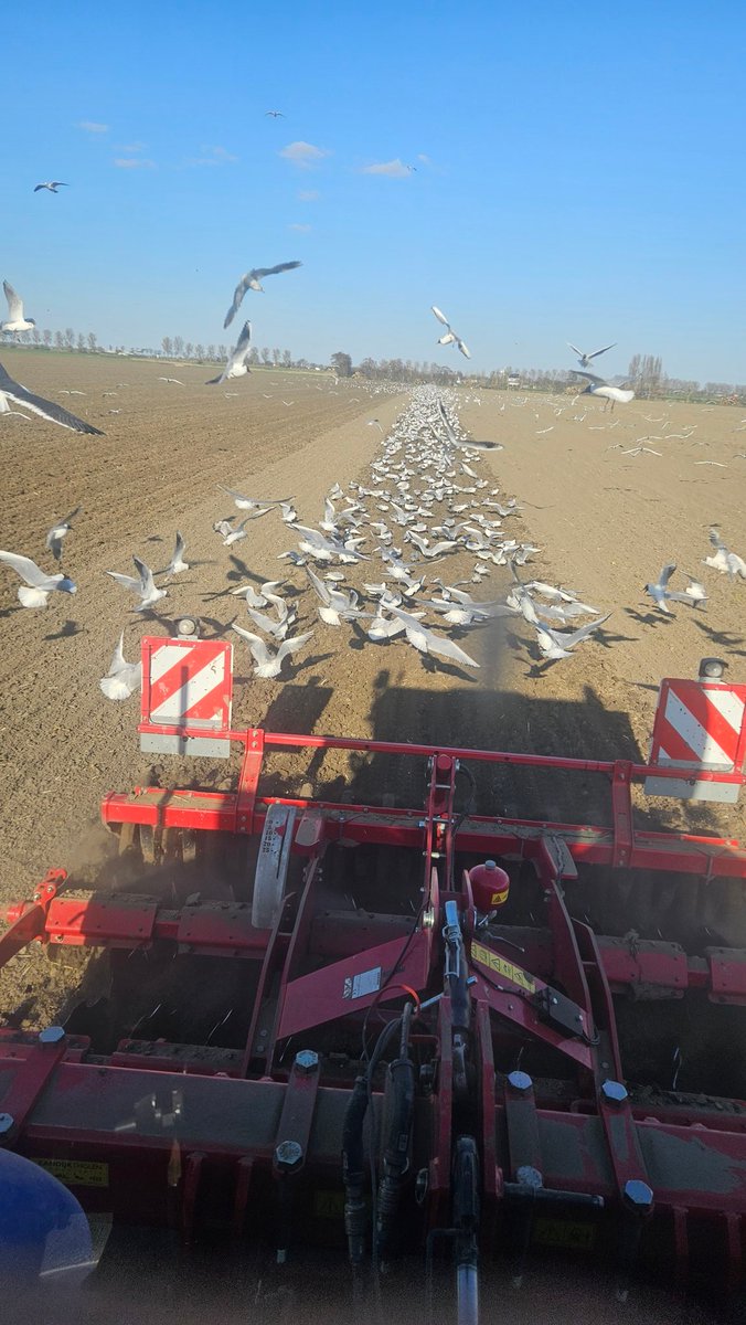 Toch wel gezonde bodem als ik het zo bekijk. #nkg #groenbemester