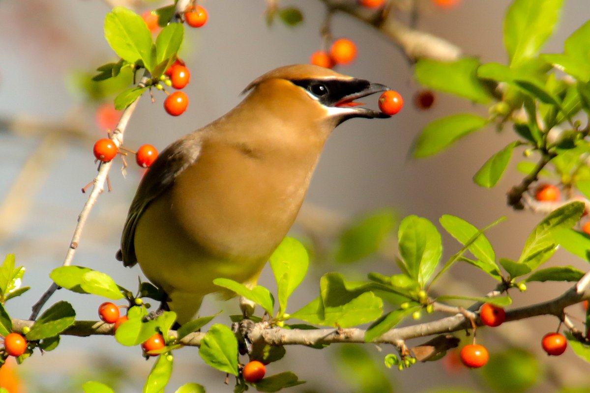 BirdsAtl's tweet photo. Cedar Waxwings eating berries—my favorite genre of nature photography. https://t.co/JKdzVSfqp1