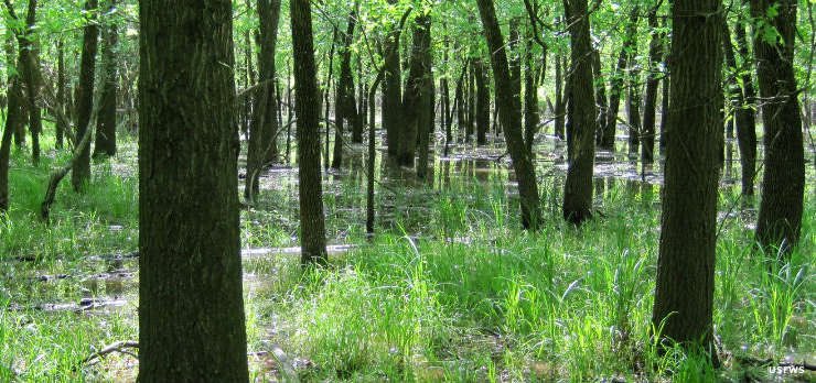 kansandoge's tweet photo. Marais des Cygnes National Wildlife Refuge near Pleasanton, KS. Hosts bottomland hardwood forests, wetlands, and tallgrass prairies.

One of Kansas’s few public lands. #SupportPublicLands https://t.co/UtPUrnzEFo