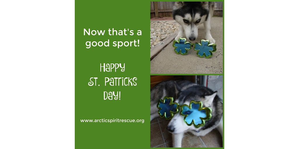 #HappyStPatricksDay #siberianhusky #husky #shenanigans #rescuedog #rescuedogsrock