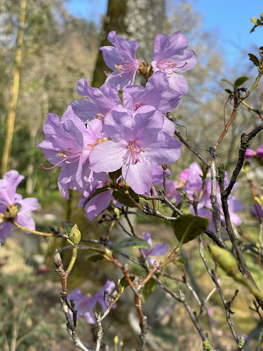 joadoit's tweet image. Frühlings Rhododendren  gestern im Park gesehen. Heute ist es schon wieder kälter als gestern.