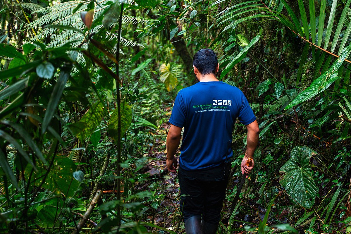 khamai_bio's tweet photo. Thanks to the @SpeciesFund, the @khamai_bio team is conducting a rapid-response census of the amphibians in the #ArlequinReserve in #Ecuador. As a result, we have detected a new VULNERABLE species in the area: the Fern-loving Rainfrog (#Pristimantis pteridophilus).
#MBZFund https://t.co/nsaB94md5q