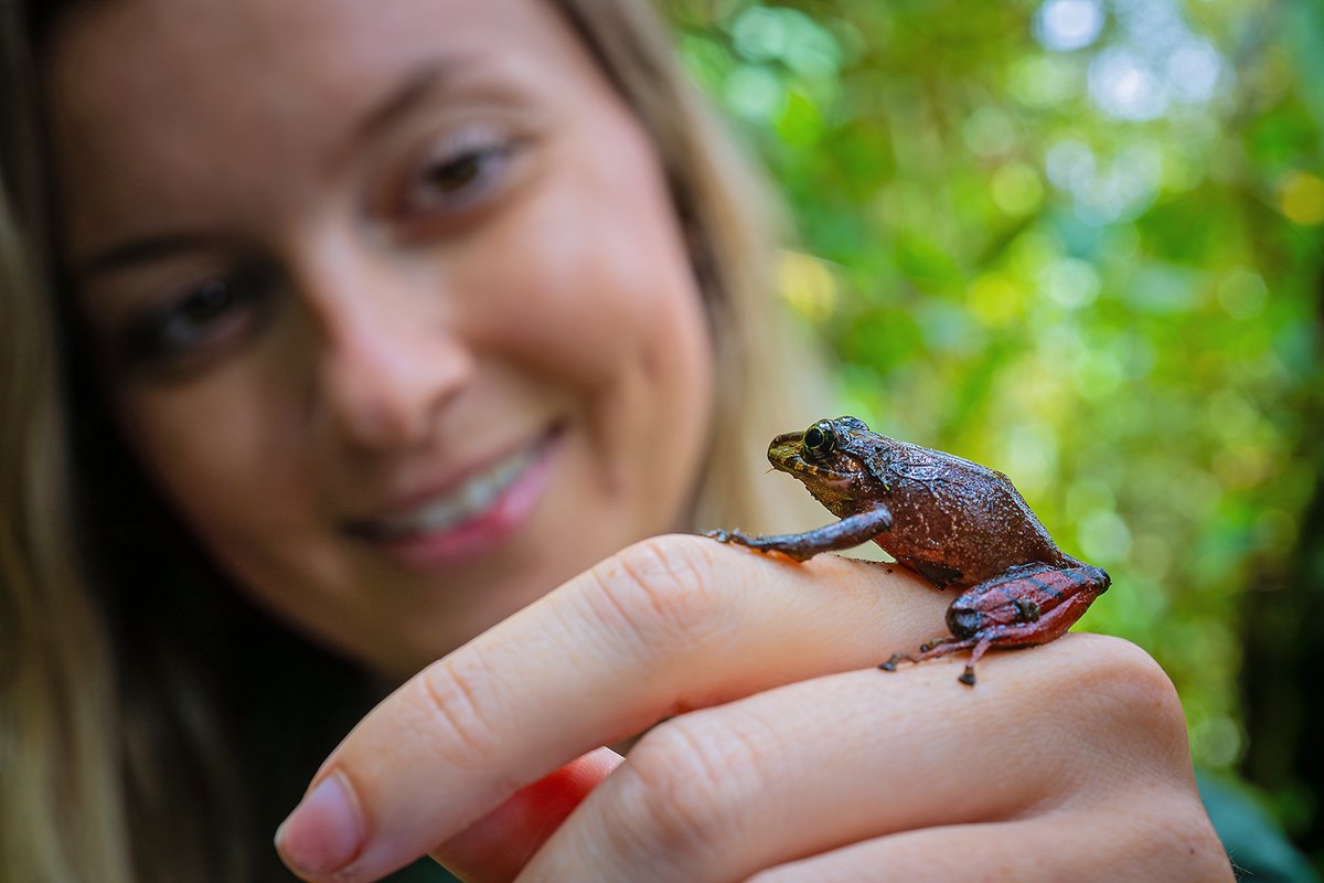 khamai_bio's tweet photo. Thanks to the @SpeciesFund, the @khamai_bio team is conducting a rapid-response census of the amphibians in the #ArlequinReserve in #Ecuador. As a result, we have detected a new VULNERABLE species in the area: the Fern-loving Rainfrog (#Pristimantis pteridophilus).
#MBZFund https://t.co/nsaB94md5q