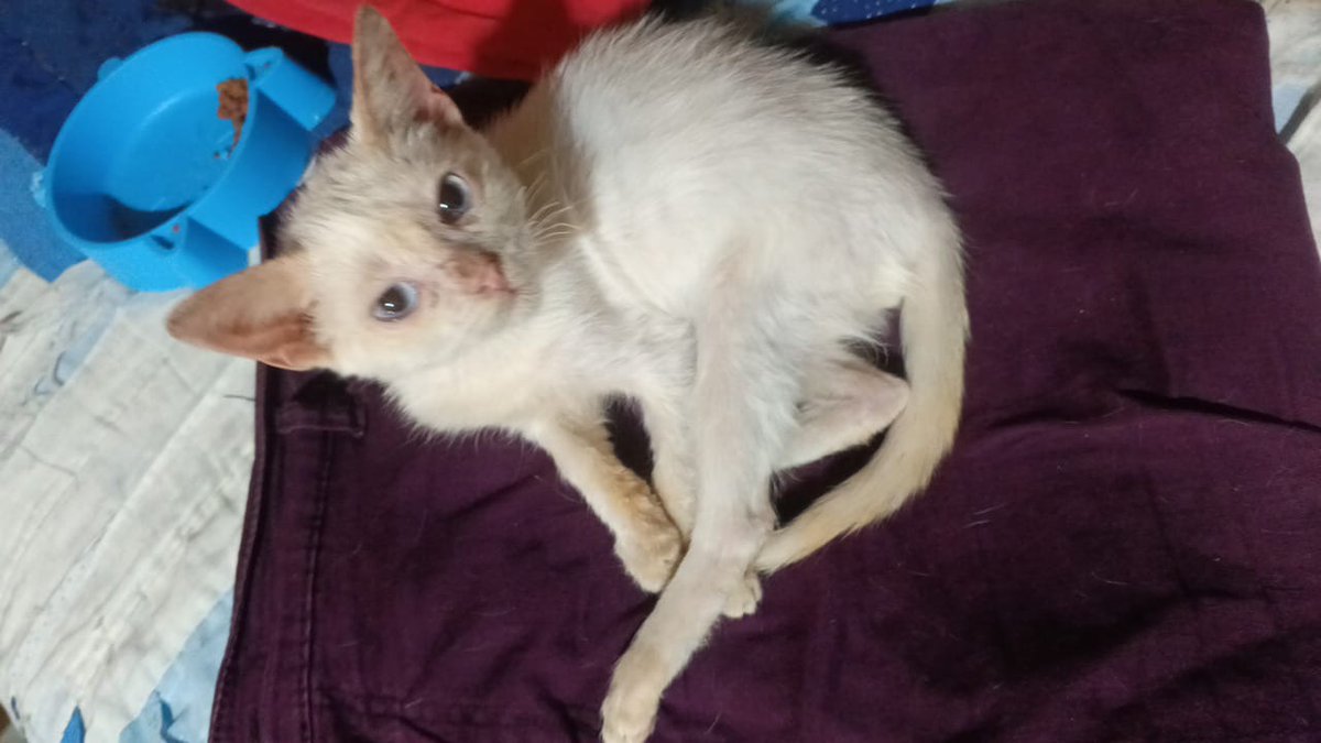 Silver Moon Purradise tweet media