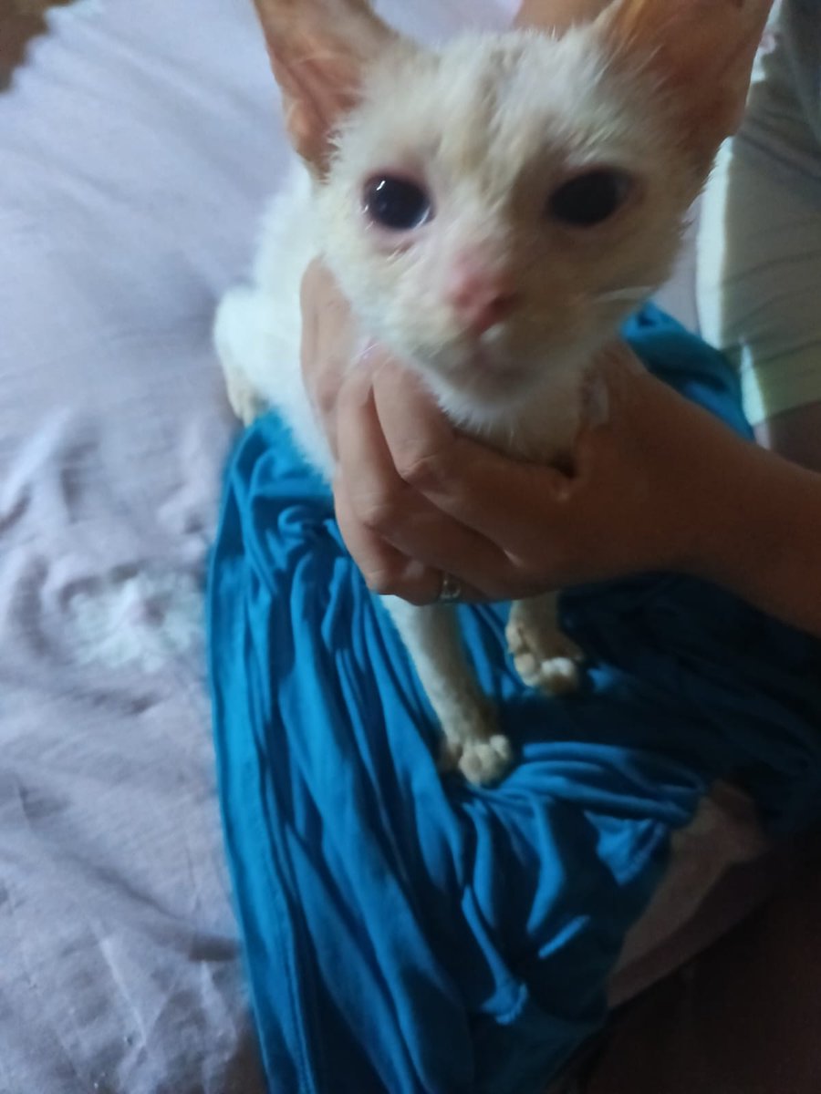 Silver Moon Purradise tweet media