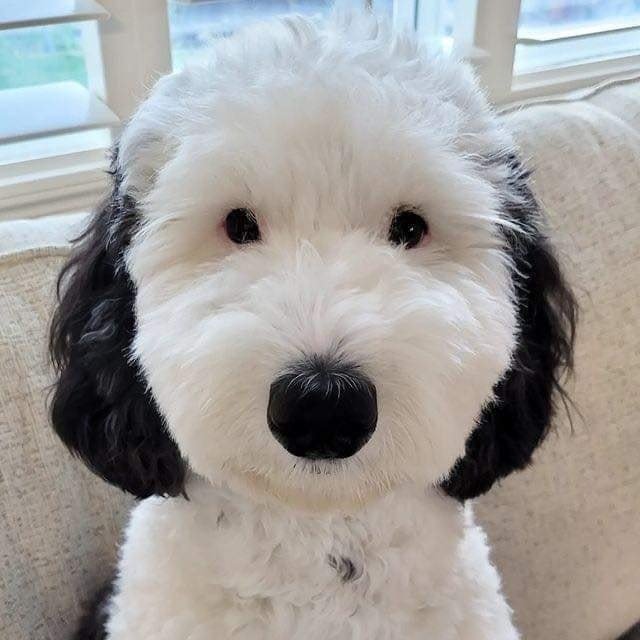 Meet Bayley, the real life version of Snoopy..🥰