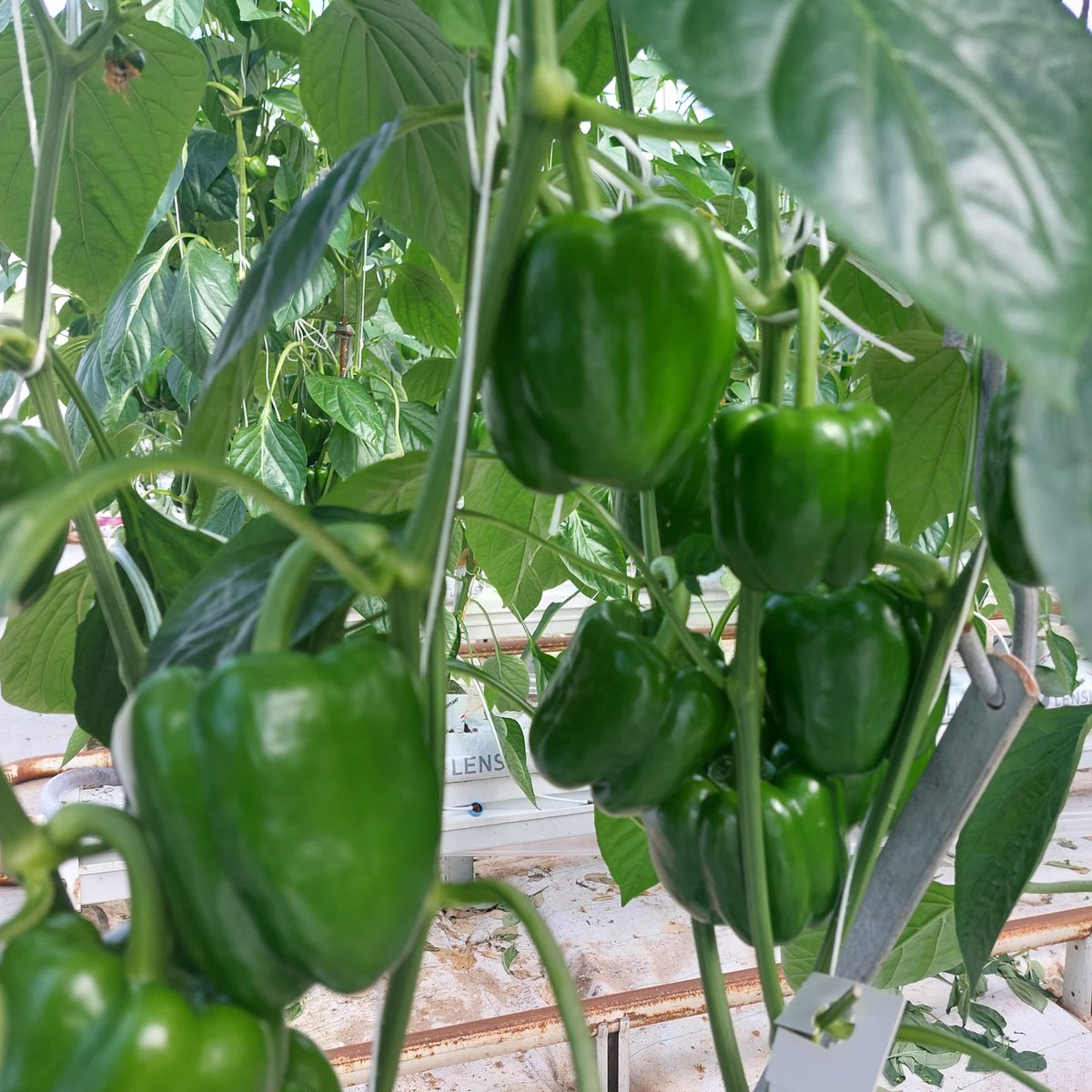 🫑 Vandaag heeft Statenlid <a href="/AtzemaG/">Gezina Atzema</a> een werkbezoek gebracht aan paprikateler Royal Peppers in Waddinxveen. Samen met de teler ging zij in gesprek over de uitdagingen waar de glastuinbouwsector voor staat, waaronder verduurzaming in het kader van de energietransitie.