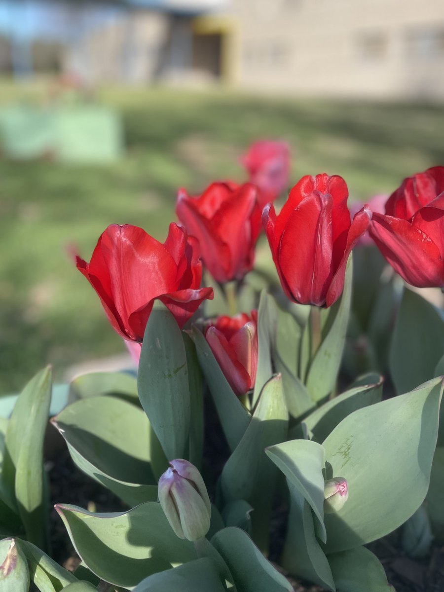 Rocío Martínez (@romacha73) on Twitter photo Best news coming back from Spring Break, our little PK garden surprised us with these beautiful tulips we planted during late fall! <a href="/CuellarNation/">Gilbert Cuellar Sr. Elementary</a> #spring #CuellarGarden 🌷🌷 Best news coming back from Spring Break, our little PK garden surprised us with these beautiful tulips we planted during late fall! <a href="/CuellarNation/">Gilbert Cuellar Sr. Elementary</a> #spring #CuellarGarden 🌷🌷
