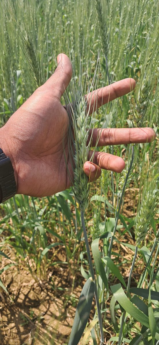 This Rabi season we are promoting wheat cultivation to explore it's yield potentiality and it's suitability to our climate. In this regard we have selected 9 nos.of IFS beneficiary to them we have arranged seed. The variety is Ajay (NW-72) (105-110 days ) ear. dur. medium bold.