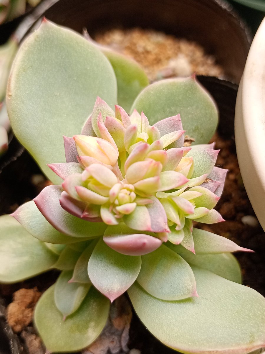 キテマスキテマス🤚