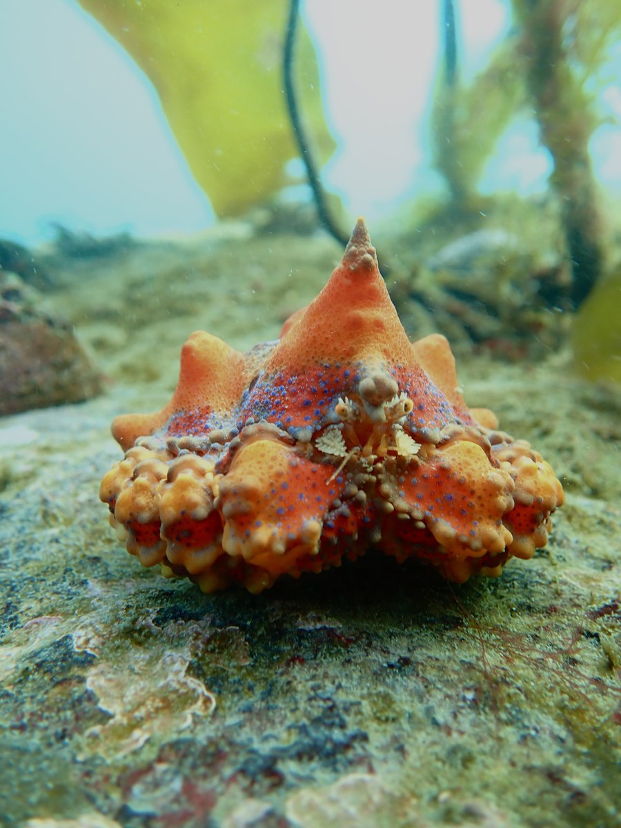 inaturalist's tweet photo. Our #MarineMonday Observation of the Day is this Puget Sound King Crab (Echidnocerus cibarius), seen in Canada by makennap!

More details at: https://t.co/C5yIkENht9 https://t.co/1P724VsLNC