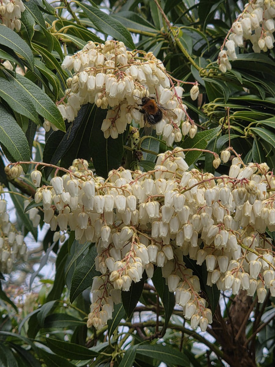 Hartofmull's tweet image. #bees #soundsofspring #beeslovingit #spring you just have to love the sounds of #birdsandbees