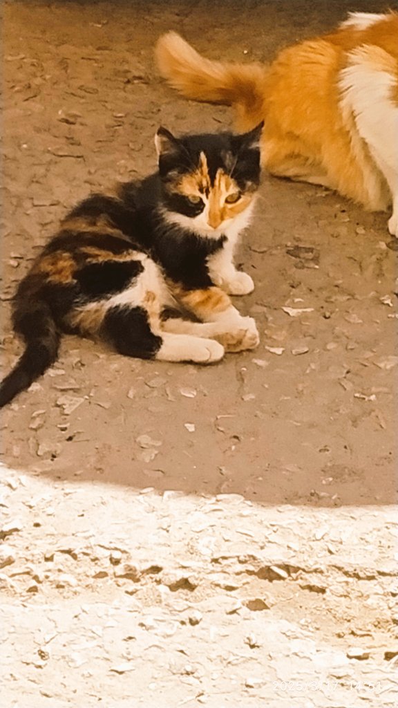 VraiLuimeme's tweet photo. Photo de famille ππ»
#catsofmorocco https://t.co/vWNZfTumyW