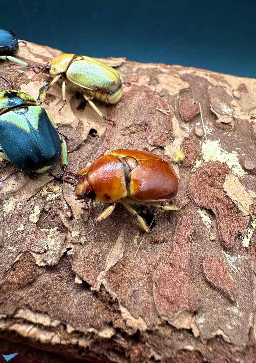 かぶぶくわわ on X