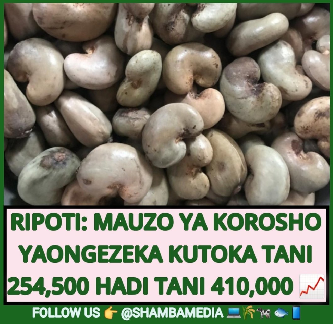shambamedia's tweet photo. 📈 Ripoti ya mauzo ya Korosho kupitia minada ya msimu wa mauzo wa mwaka 2024-2025 imeonesha ongezeko la mauzo ya zao la korosho kutoka tani 254,500 (2023-2024) hadi tani 410,000 (2024-2025) ambapo ongezeko hilo limechangiwa na uzalishaji wa korosho nchini kuongezeka. #KOROSHO https://t.co/I9WM5mjAVD
