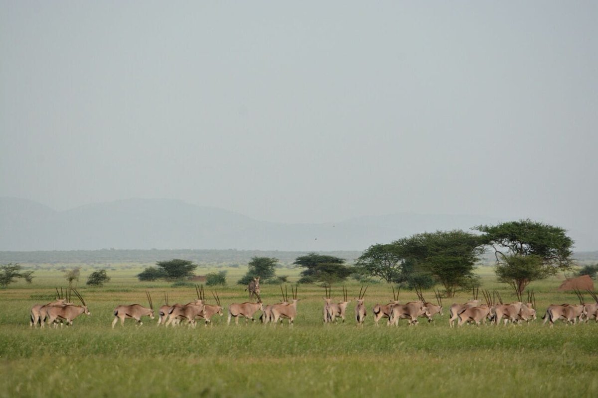 Allideghe (Hallaydeghe Asebot) National Park
<a href="/visiteth251/">VISIT ETHIOPIA</a>  <a href="/ethiopia_media/">Visit Ethiopia Media</a>