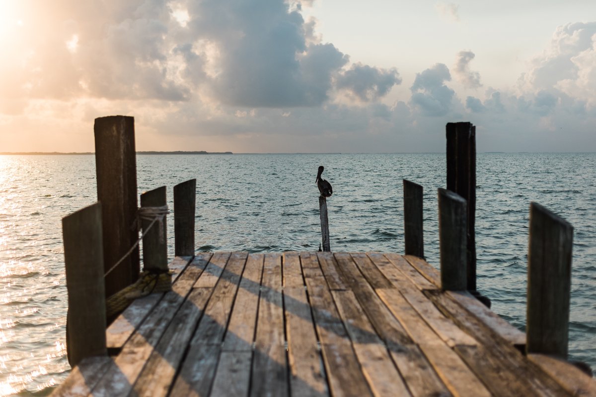 bzeadventures's tweet photo. Brown pelicans are the only species of pelican that is native to Belize.
You will often see them on our two docks, resting peacefully.
#belizeadventures #belizeadventure #islandvibes #ecoresort #gloversreefatoll #gloversreef #digitaldetox #slickrockadventures https://t.co/BkFFKvV05n