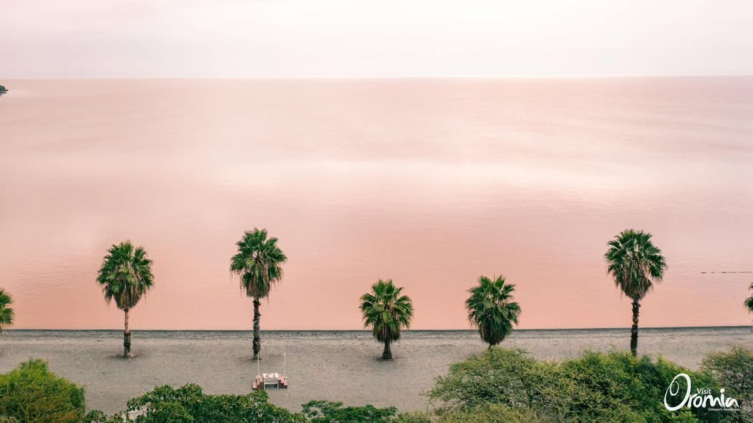 VisitOromia's tweet photo. Want to escape the city’s heat? Take a short drive from Finfinne, breathe in the fresh air, and relax by the calm waters of Lake Langano.
#ethiopiasabundance #visitOromia #LandOfOrigins #Ethiopia #Oromia #langano https://t.co/KmDyN52WN2