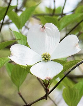 Guess what flower it is