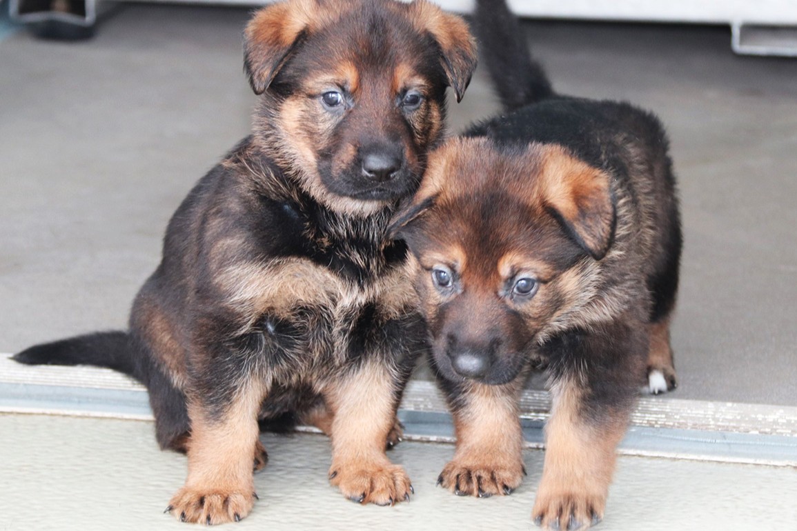 🐾For kids! The #RCMP #NameThePuppy Contest is in full swing. Don’t miss the opportunity enter your puppy name ideas. Names must start with the letter A. All entries must be received this Monday, March 19, 2025. Enter online at rcmp.ca/puppy.🐾