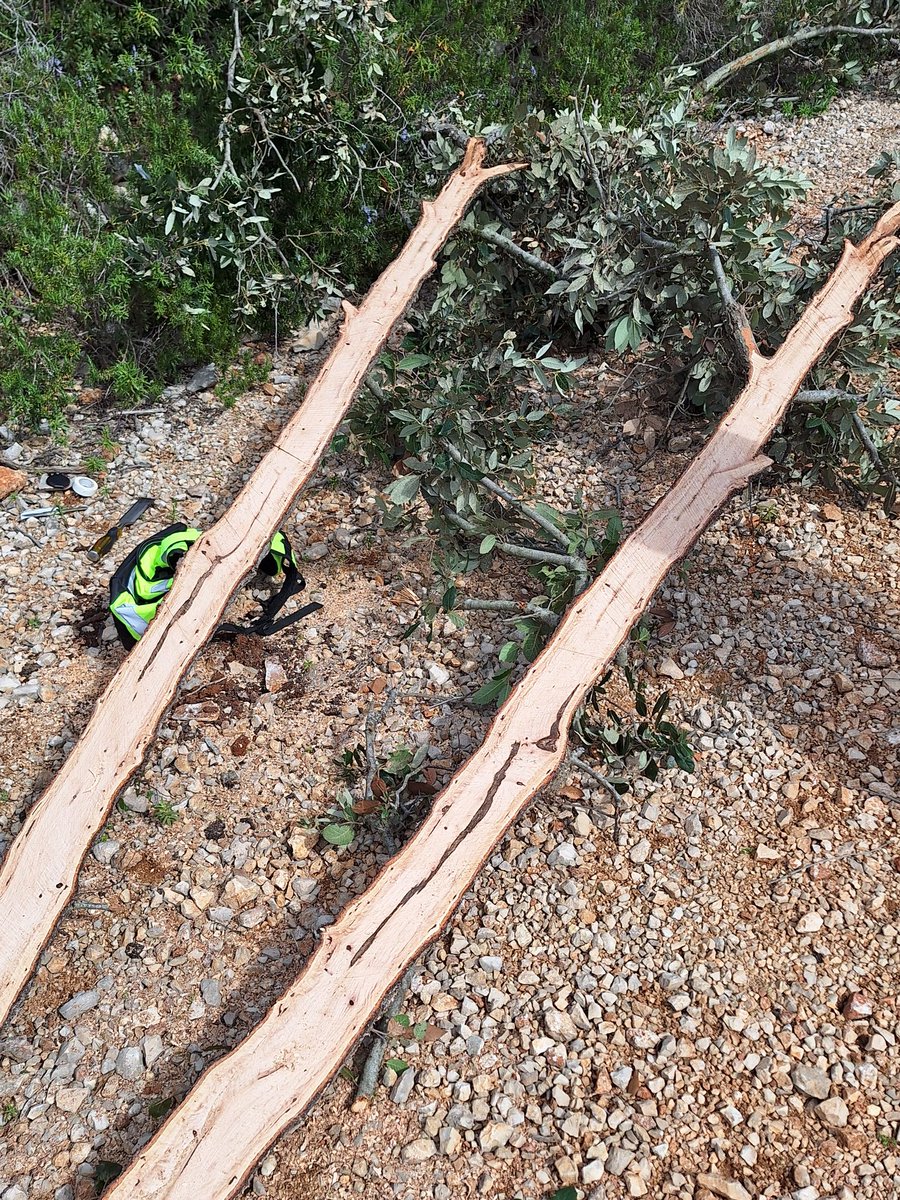 It's been a privilege to be invited to observe oak decline on Mediterranean oak in Hvar, Croatia. Absolutely beautiful setting but saddened to see the devastating symptoms on oak.