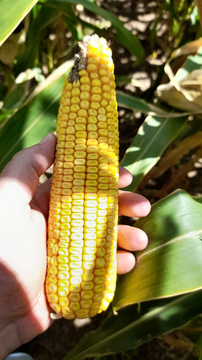 Mariano Martinez tweet media