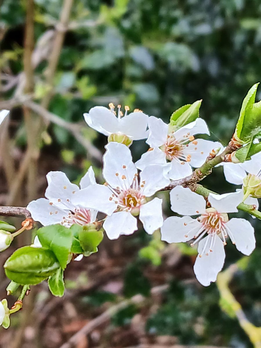 🌸Spring Vibes, Despite the Chill
It might be a bit brisk outside, but the grounds are bursting with colour! The fresh blooms and bright greens are giving springtime energy, and we’re here for it. 🌷✨
Who's ready for longer days and sunnier skies? ☀️💛 #bishtonhallandgardens