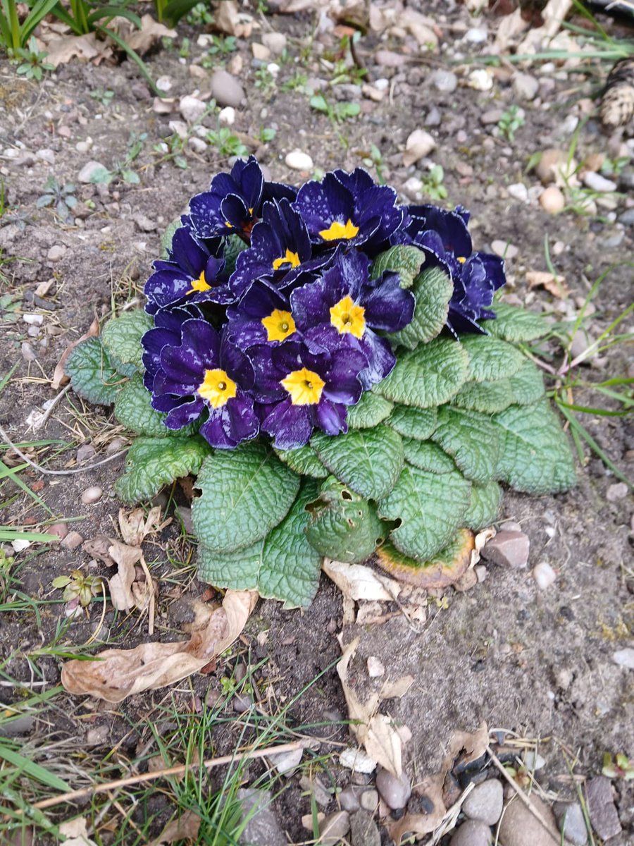 Bishton Hall tweet media