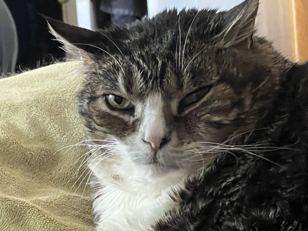 ballothecat's tweet photo. Good morning Twitter family @GailCarangelo @Mouser33943163 @lmr448 @MewllerRobert and friends dad woke me up this morning when he got up in the dark kicked a piece of furniture woke me and mom up. This is my #GrumpyFace. #MMCC🧲 #CoffeeClub. https://t.co/ta94YxzDI0