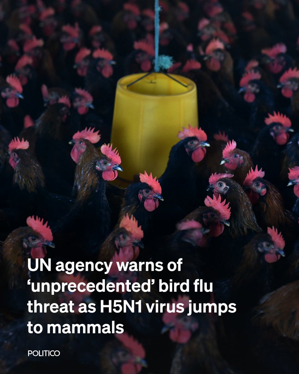 The United Nations Food and Agriculture Organization is raising the alarm over a rapidly escalating bird flu crisis as the highly pathogenic H5N1 virus spreads from poultry to mammals.

🔗 ow.ly/SSj950Vjesz