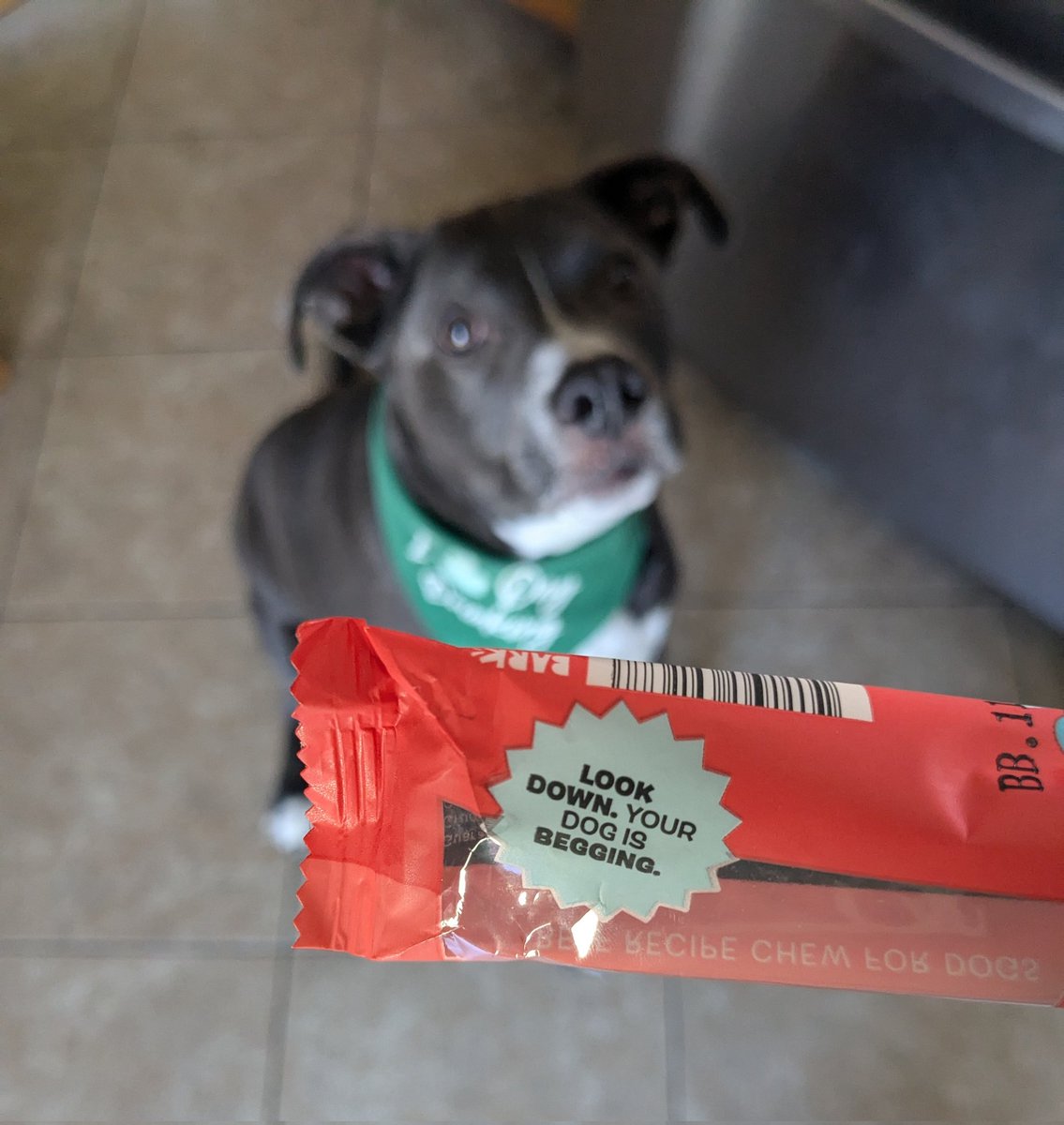 StephWeber19's tweet image. You got it @barkbox 😅🤣🦴  #BarkBoxDay #SpoiledPup #Kito