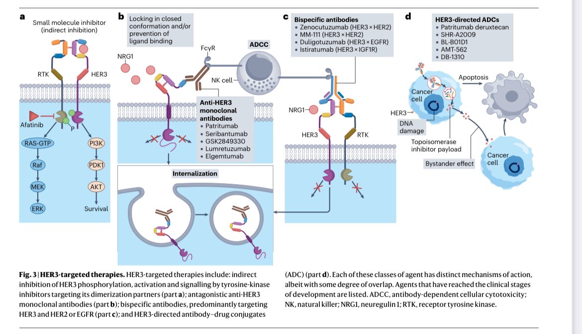 Erman_Akkus's tweet photo. 🧪HER3 as a treatment target in cancer
@NatRevClinOncol 

✅Zenocutuzumab: HER3 × HER2 bispecific antibody
➡️NRG1 fusion: high-affinity HER3 ligand neuregulin 1
✅FDA approval in NSCLC and pancreatic cancer

👉https://t.co/HLO5smcQB5

@OncoAlert #cancer #oncology #MedX https://t.co/C1NdH5New4