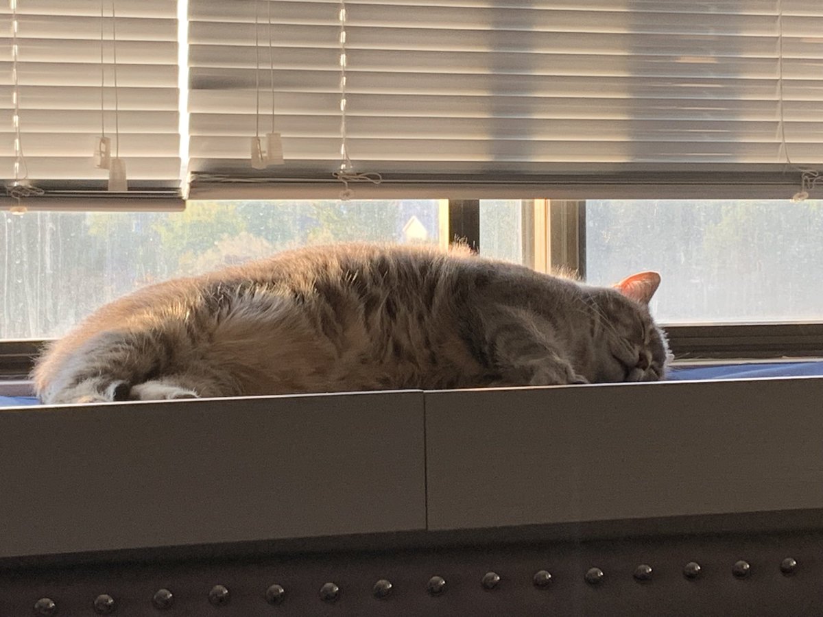 Undergram4's tweet photo. @Catit Tolkien is doing his best https://t.co/bCGyf1hAJE