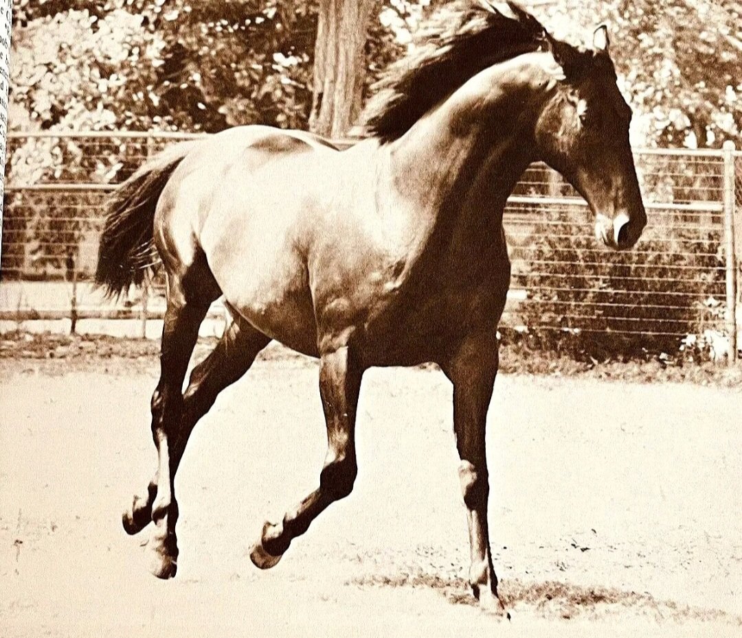 HORSERACING1002's tweet photo. KNIGHT IN ARMORπΊπΈ1967
(ROUND TABLE - NATALIE BY NASRULLAH)
#KnightInArmor
B/ Kerr Stables (Ky) May 5, 1967
O/ Hobeau Farm
T/ H. Allen Jerkens
31-10-3-7---$177,392
December H, Stars And Stripes H, Arcadia H,
2nd Westchester H
3rd Excelsior H, Grey Lag H, Metropolitan H
Stood Rancho de Esperanza, Sired Creole Gumbeaux, Granja Mimado, Hostile Knight, Orkney Isle, Paladin, Miss Facelift,