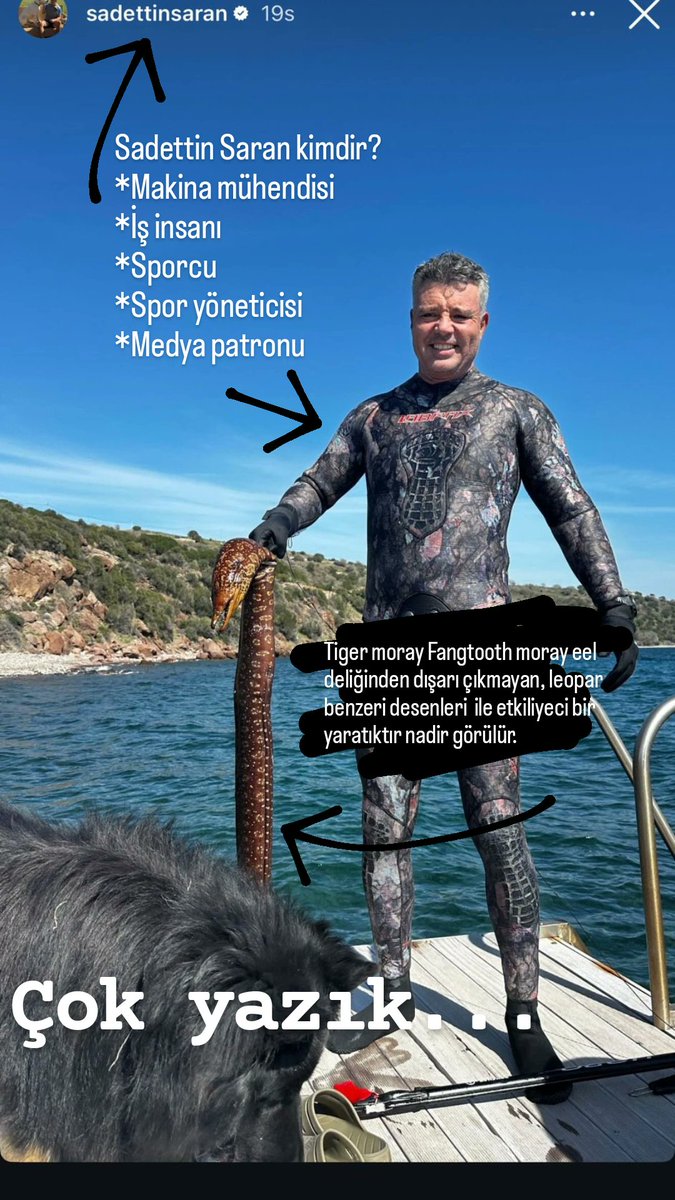 #tigermoray #fangtooth  #morayeel
Sakin zararsız müren türü, deliğinden dışarı çıkmayan, #leopar benzeri desenli, Sivri Dişli Müren, nadir görülür. 
Yazık! #sadettinsaran