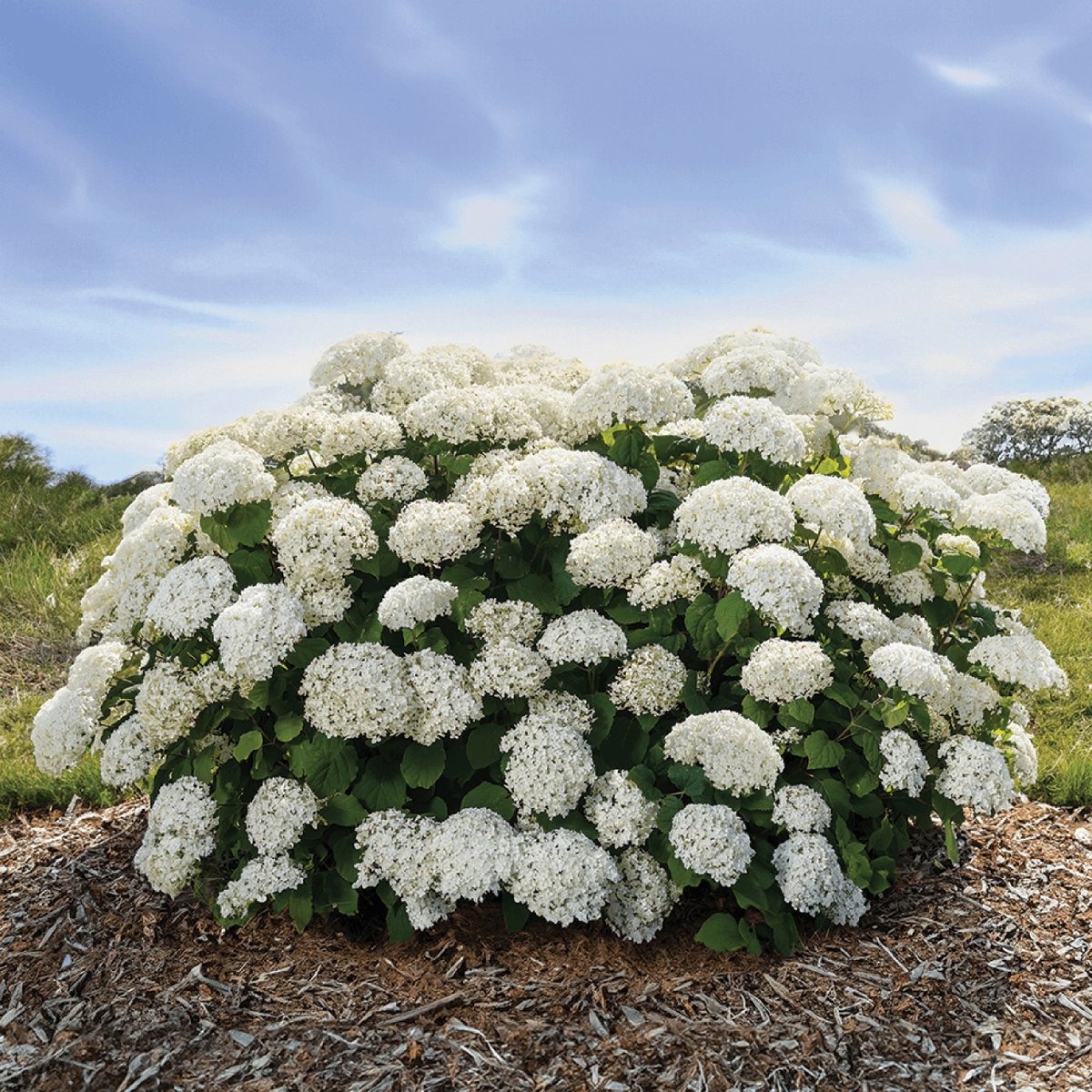 Colleen Zacharias (@collzac) on Twitter photo Create dynamic designs this year with these 7 exciting, high-impact plants for your garden & containers: winnipegfreepress.com/arts-and-life/…
<a href="/ProvenWinners/">ProvenWinners</a> <a href="/MonroviaPlants/">Monrovia</a> <a href="/BaileyNurseries/">Bailey Nurseries</a> #perennials #shrubs #Flowers #garden #DesignInspiration #plants Create dynamic designs this year with these 7 exciting, high-impact plants for your garden & containers: winnipegfreepress.com/arts-and-life/…
<a href="/ProvenWinners/">ProvenWinners</a> <a href="/MonroviaPlants/">Monrovia</a> <a href="/BaileyNurseries/">Bailey Nurseries</a> #perennials #shrubs #Flowers #garden #DesignInspiration #plants