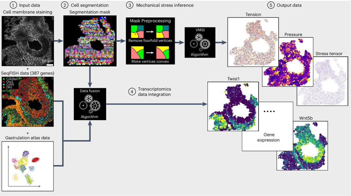 Nature Methods (@naturemethods) on Twitter photo A computational framework developed by <a href="/bidumit/">bianca dumitrascu</a>, @halloulab and colleagues links transcriptomic analyses with mechanical signatures to study the interplay between cell mechanical forces and gene expression.
nature.com/articles/s4159… A computational framework developed by <a href="/bidumit/">bianca dumitrascu</a>, @halloulab and colleagues links transcriptomic analyses with mechanical signatures to study the interplay between cell mechanical forces and gene expression.
nature.com/articles/s4159…