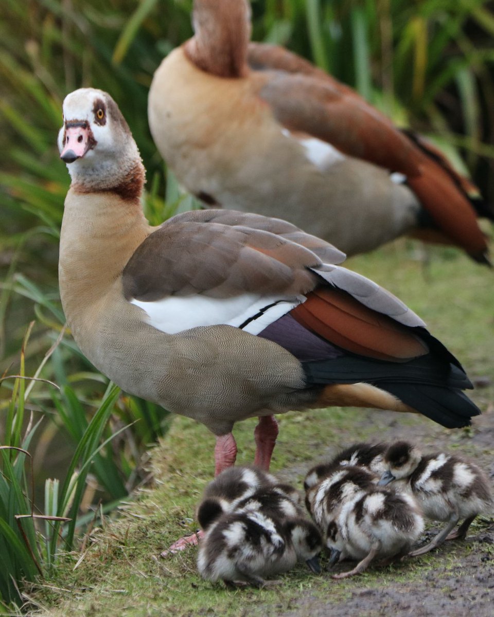Hampstead Heath tweet media