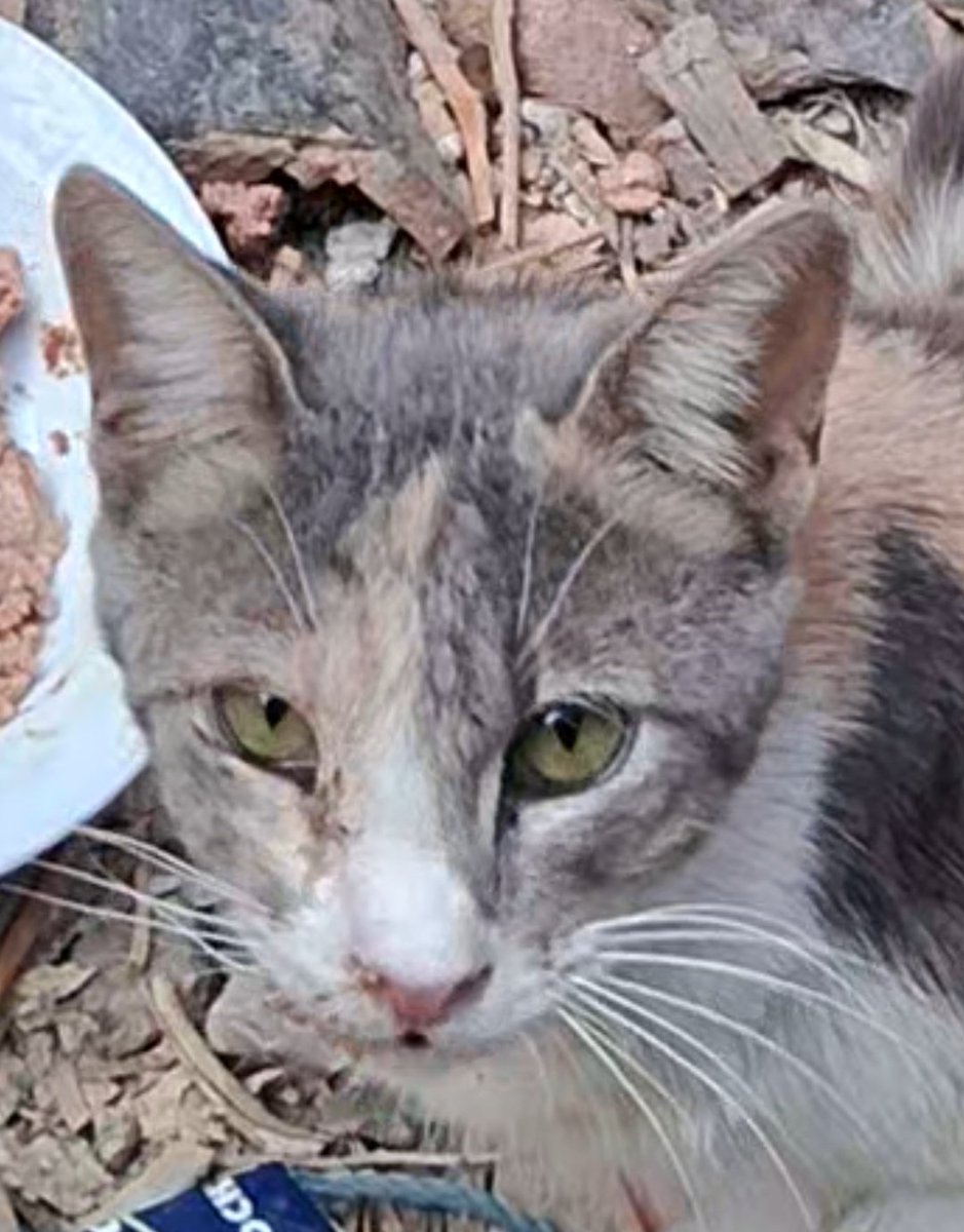 Animal Friends Shelter tweet media