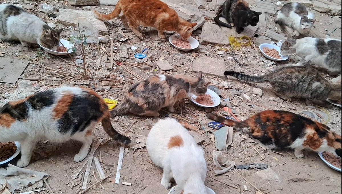 Animal Friends Shelter tweet media
