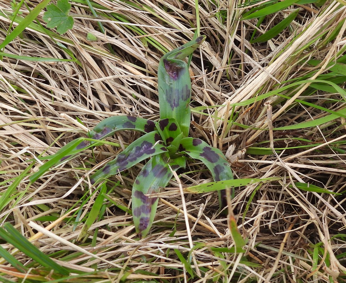 A way to go yet but nice to see Early Spider and Early Purple orchid rosettes forming, Durlston CP 
<a href="/DorsetWildlife/">Dorset Wildlife Trust</a> <a href="/SightingDOR/">Dorset Wildlife Spot</a> <a href="/ukorchids/">Wild Orchids UK & Ireland</a>