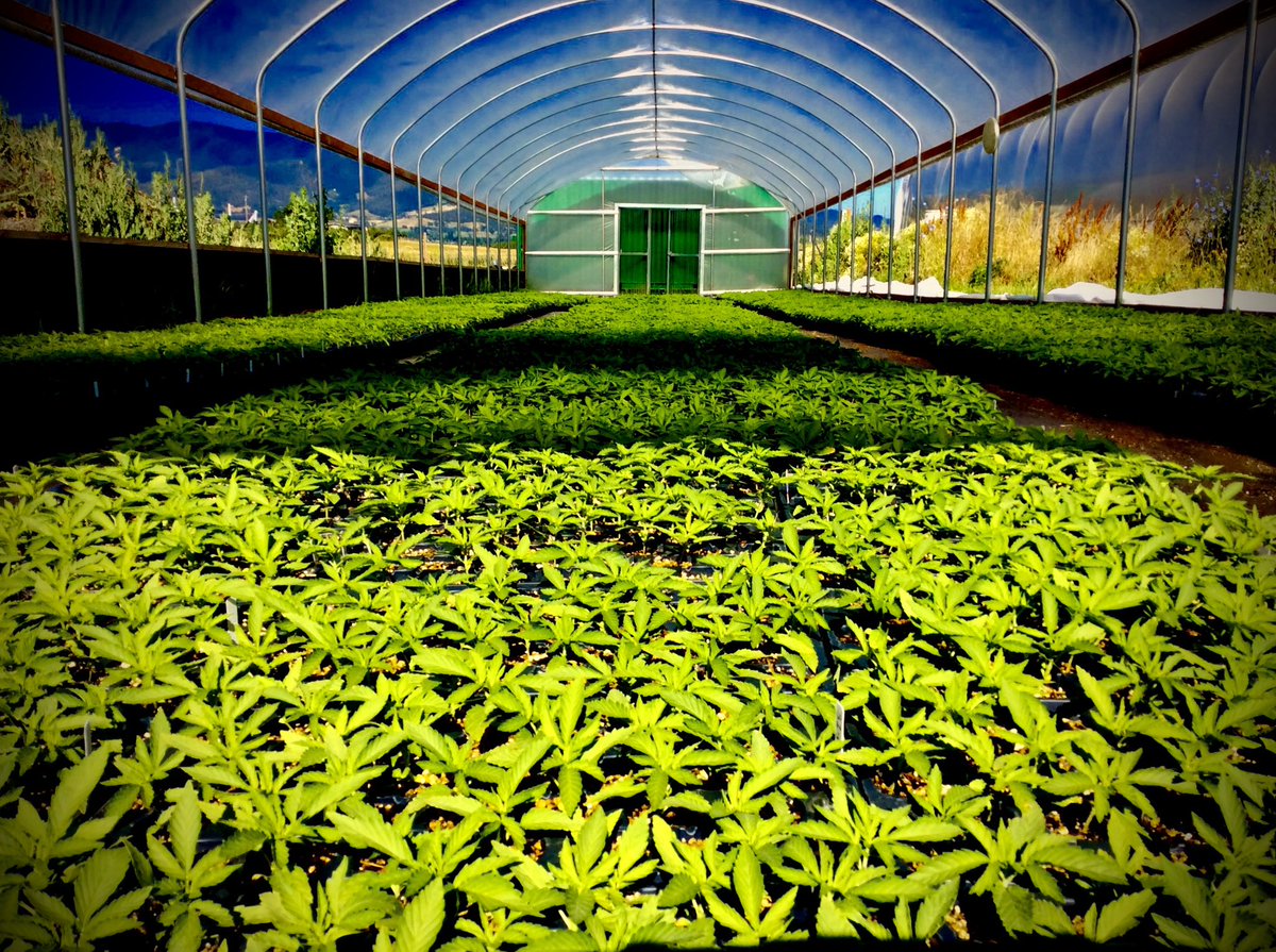 projectpeace's tweet photo. @POTUS @realDonaldTrump
@VP @JDVance @elonmusk @DOGE @SecKennedy
@NicoleShanahan
@JoinClubMAHA
Thirty-four years I’ve been ranting about the importance to optimal health & proper development of #CompleteEssentialNutrition unique to #Cannabis #hemp. Do people not understand how fundamental for health complete essential nutrition is? And how rare it is? And how easily available it could be after this Spring 2025?
Instead people are distracted in having to defend against the institutional onslaught being led by ghoulish doctors injecting poisons into babies!
Whatever happened to #RespectForNature?!
Whatever happened to sincere spiritually founded gratitude for the blessing & miracle we’ve been given by the grace of Creation?
Most of mankind’s problems stem from warped values lacking proportionate respect for the god-given, natural systems that determine the quality of our lives.
#Cannabis nutrition & organic #hemp gardening should be taught in schools. Any conversation about health that overlooks the complete essential nutrition unique to hemp, is incomplete & inadequate.
Re-introducing the “strategic resource” #Cannabis #hemp to American farms in the 2018 Farm Bill was President Trump’s greatest achievement, that has not been fully realized. It’s critical to national security for people to understand why that’s true, before the Spring planting season of 2025.
If we miss another planting season, the waste & inefficiency of our failure to plant enough #hemp to increase American #Cannabis seed stocks of all varieties will eventually be seen as a major error.