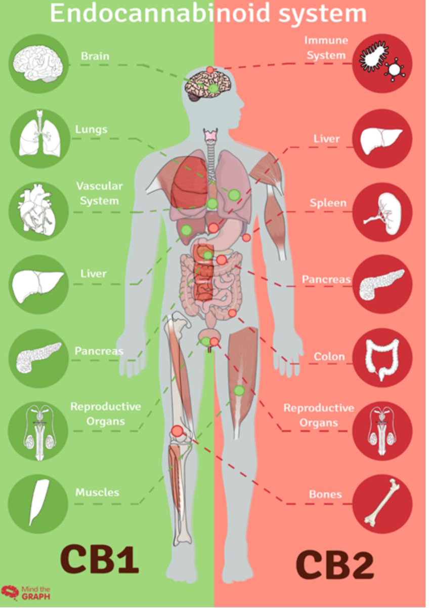 projectpeace's tweet photo. @POTUS @realDonaldTrump
@VP @JDVance @elonmusk @DOGE @SecKennedy
@NicoleShanahan
@JoinClubMAHA
Thirty-four years I’ve been ranting about the importance to optimal health & proper development of #CompleteEssentialNutrition unique to #Cannabis #hemp. Do people not understand how fundamental for health complete essential nutrition is? And how rare it is? And how easily available it could be after this Spring 2025?
Instead people are distracted in having to defend against the institutional onslaught being led by ghoulish doctors injecting poisons into babies!
Whatever happened to #RespectForNature?!
Whatever happened to sincere spiritually founded gratitude for the blessing & miracle we’ve been given by the grace of Creation?
Most of mankind’s problems stem from warped values lacking proportionate respect for the god-given, natural systems that determine the quality of our lives.
#Cannabis nutrition & organic #hemp gardening should be taught in schools. Any conversation about health that overlooks the complete essential nutrition unique to hemp, is incomplete & inadequate.
Re-introducing the “strategic resource” #Cannabis #hemp to American farms in the 2018 Farm Bill was President Trump’s greatest achievement, that has not been fully realized. It’s critical to national security for people to understand why that’s true, before the Spring planting season of 2025.
If we miss another planting season, the waste & inefficiency of our failure to plant enough #hemp to increase American #Cannabis seed stocks of all varieties will eventually be seen as a major error.