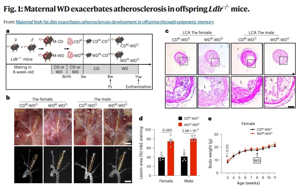 Research| Li et al. show that maternal exposure to a Western-type diet can accelerate atherosclerosis in adult offspring, revealing how AP-1-mediated chromatin dynamics in fetal endothelial cells induce inflammatory memory through 27-hydroxycholesterol. rdcu.be/edUAd