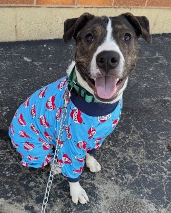 Now is the perfect time to get involved in the Slumber Pawty because The Rosenthal Family Foundation will match all donations up to $5,000 until April 6th. These funds allow us to save the most vulnerable dogs at Chicago Animal Care and Control.
heartlandanimalshelter.org/slumber-pawty/