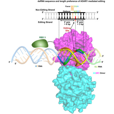 MolecularCell's tweet photo. Online Now: Biochemical profiling and structural basis of ADAR1-mediated RNA editing https://t.co/FQF7TCFbJ1 https://t.co/AU7mzd8LWf