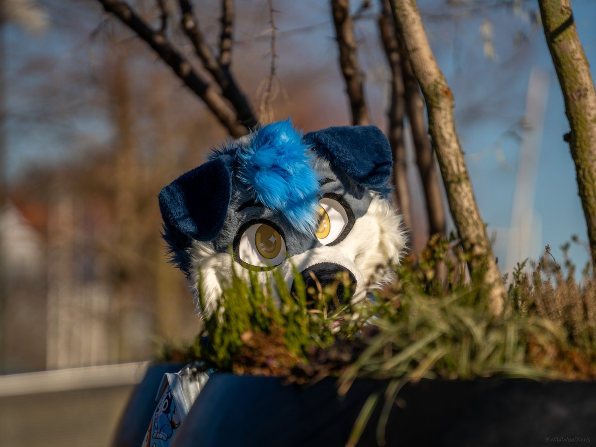 Hai :3
📸<a href="/WildWoofXeris/">Xeris 🐺 🔜 Furizon</a>