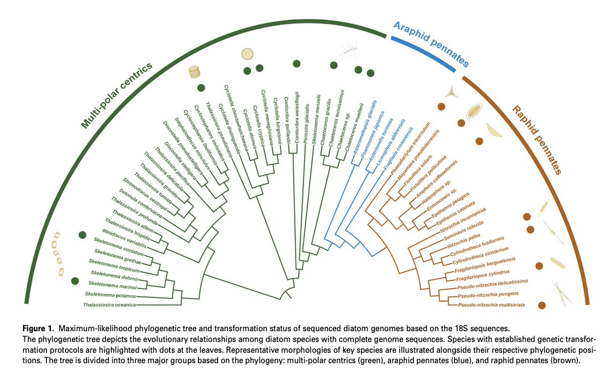 Thomas Mock (@th_mock) on Twitter photo Our new review just out <a href="/ThePlantJournal/">The Plant Journal</a> led by Yixuan Li and in collaboration with <a href="/KarasLab/">Karas Lab</a> <a href="/ueaenv/">UEA School of Environmental Sciences</a>
Genetic engineering in #diatoms: advances and prospects
onlinelibrary.wiley.com/doi/10.1111/tp… Our new review just out <a href="/ThePlantJournal/">The Plant Journal</a> led by Yixuan Li and in collaboration with <a href="/KarasLab/">Karas Lab</a> <a href="/ueaenv/">UEA School of Environmental Sciences</a>
Genetic engineering in #diatoms: advances and prospects
onlinelibrary.wiley.com/doi/10.1111/tp…