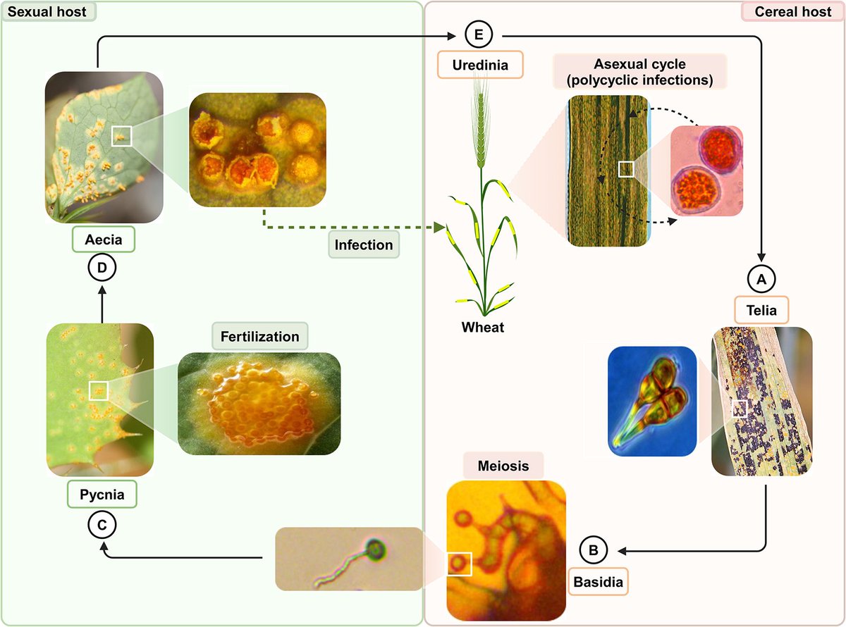 Sexual recombination in #cereal #rust fungi: Knowns and unknowns of pathogen evolution and adaptation
doi.org/10.1371/journa… <a href="/ShidehMoj/">Shideh Mojerlou</a> <a href="/juliaralgaba/">Julian</a>